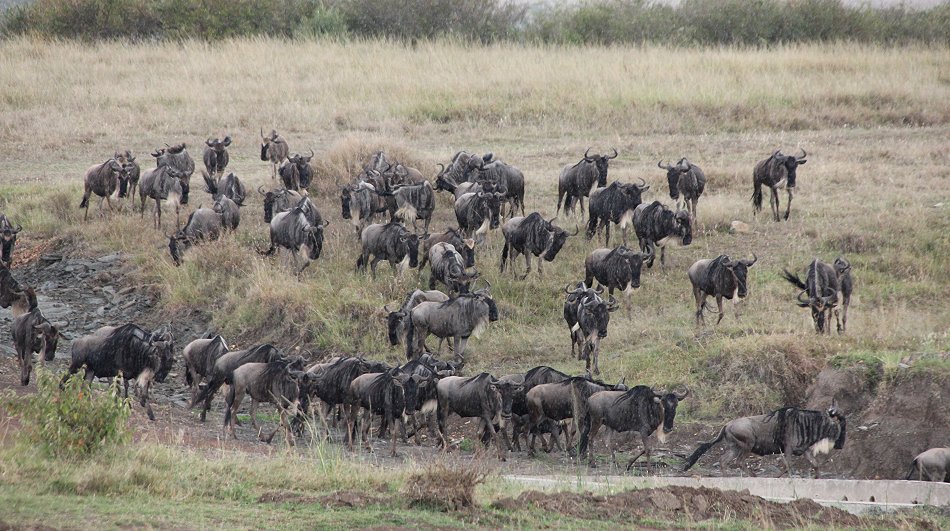Löwen jagen Gnus und Zebras