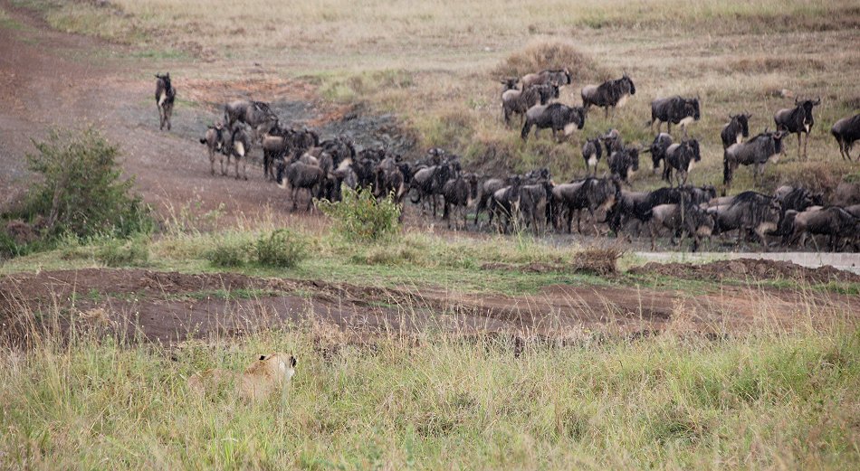 Löwen jagen Gnus und Zebras