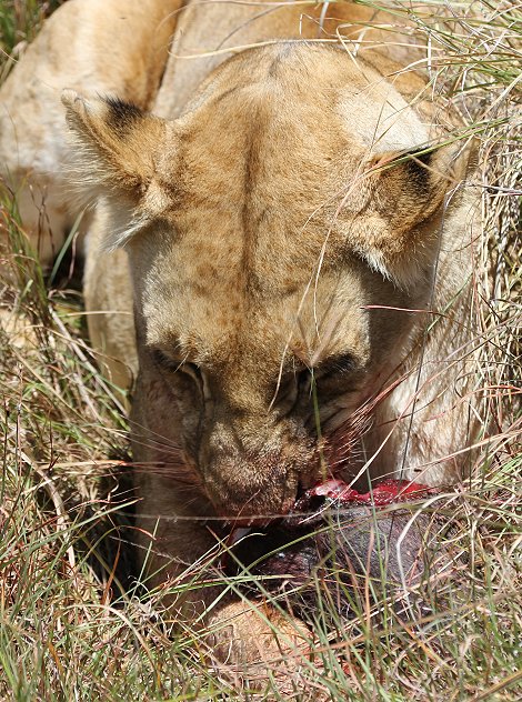 Löwen, Warzenschwein Beute