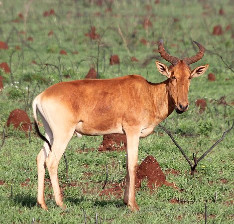 Lumo Conservancy