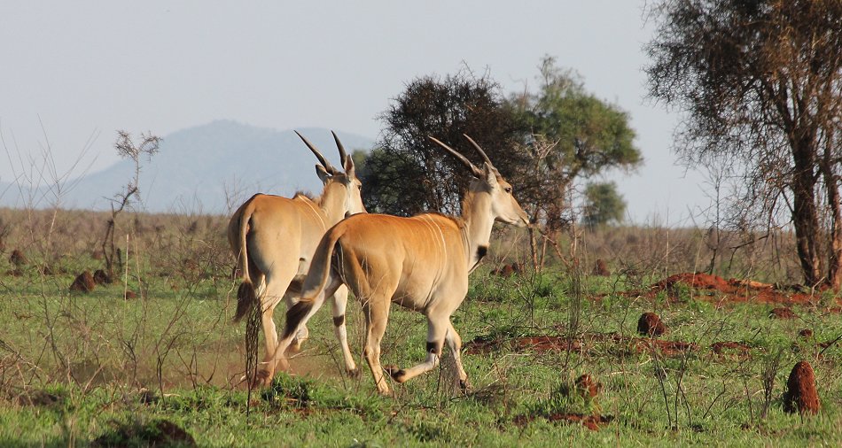Lumo Conservancy