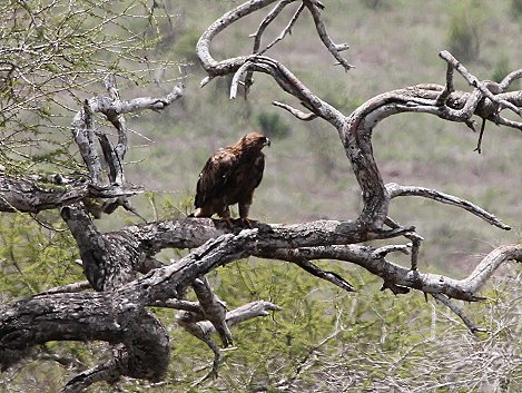 Lumo Conservancy