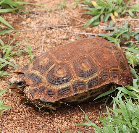 Lumo Conservancy