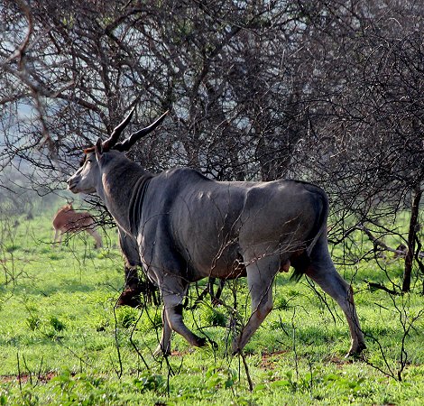 Lumo Conservancy