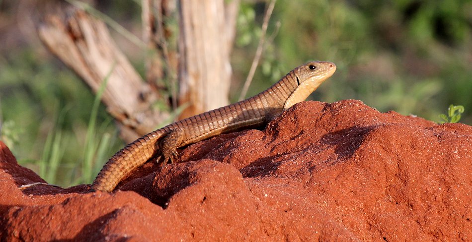 Lumo Conservancy