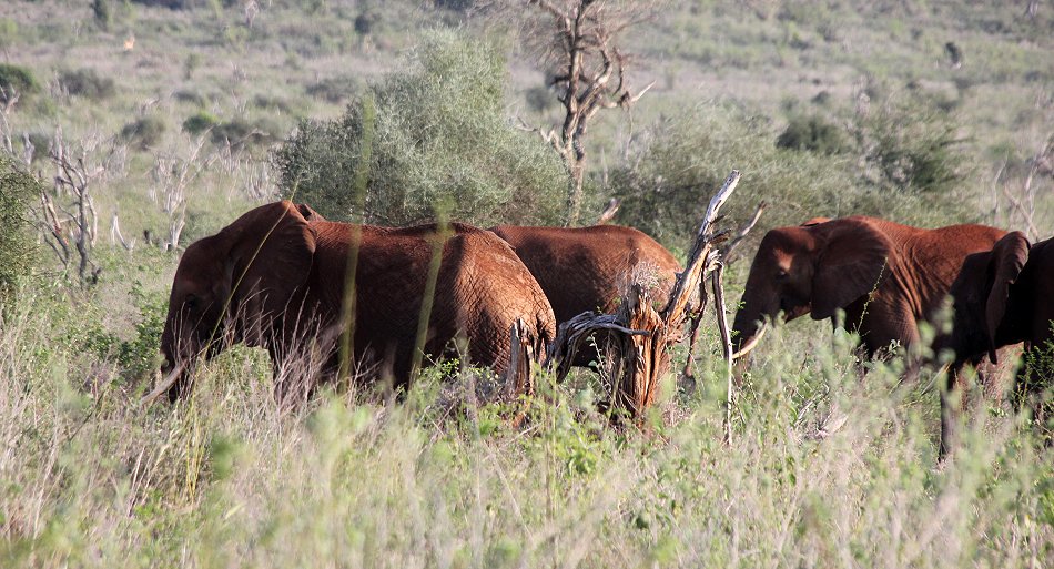 Lumo Conservancy