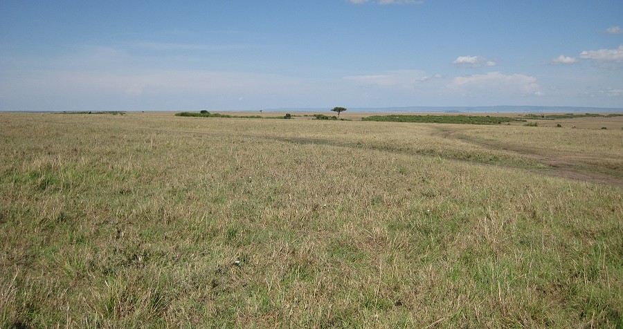leergefegte MASAI MARA; Oktober 2020