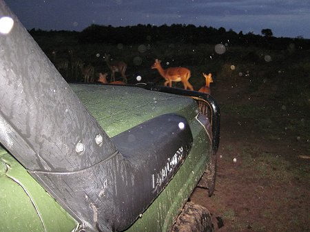 Masai mara