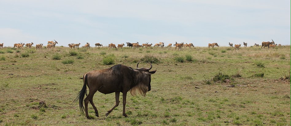 Mara Wildlife
