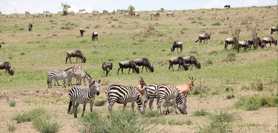 Mara Wildlife