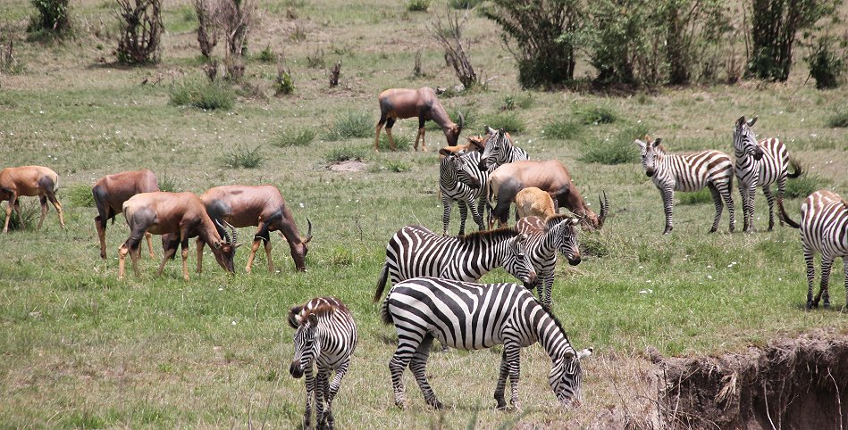 Mara Wildlife