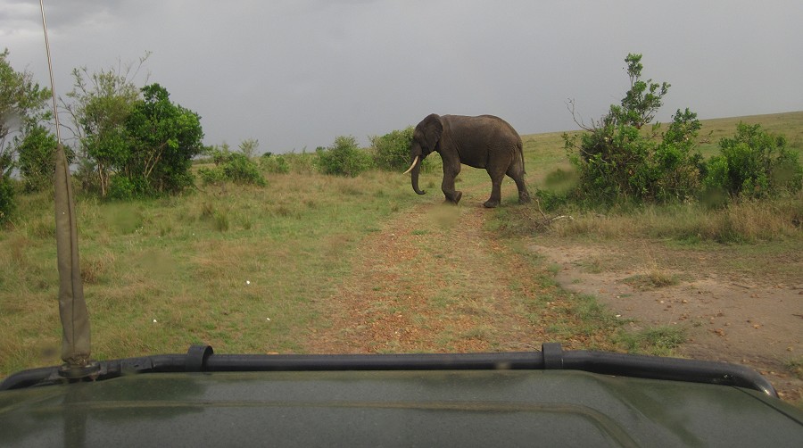 Masai mara