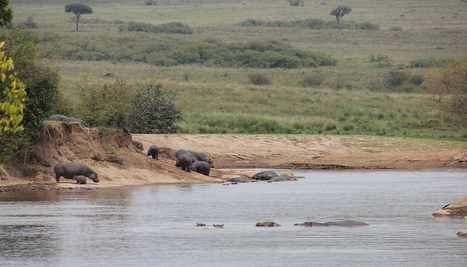 Mara Eden Safari Camp, Mara River - Masai Mara