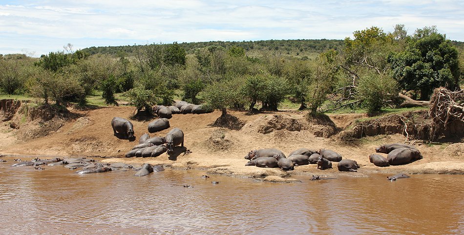 Flusspferde im Mara River