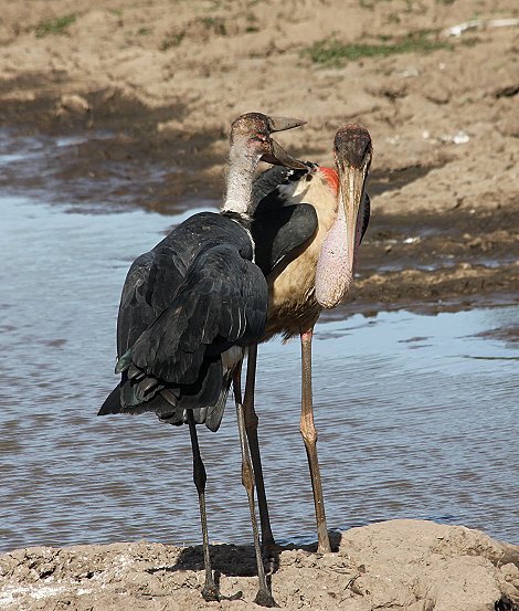 Marabu