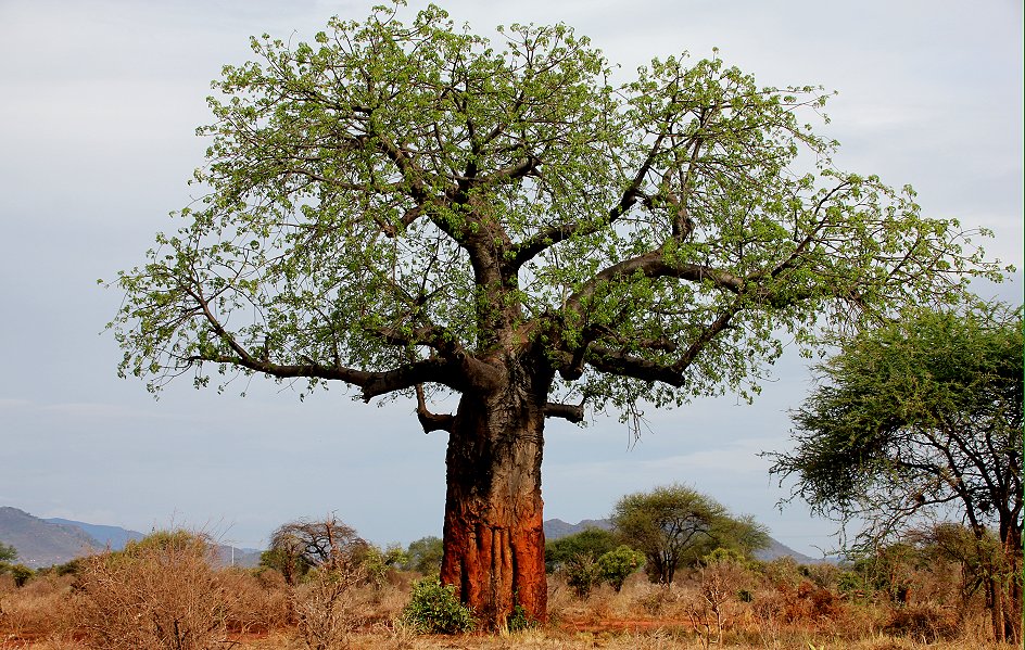 Ngutuni, Baobab