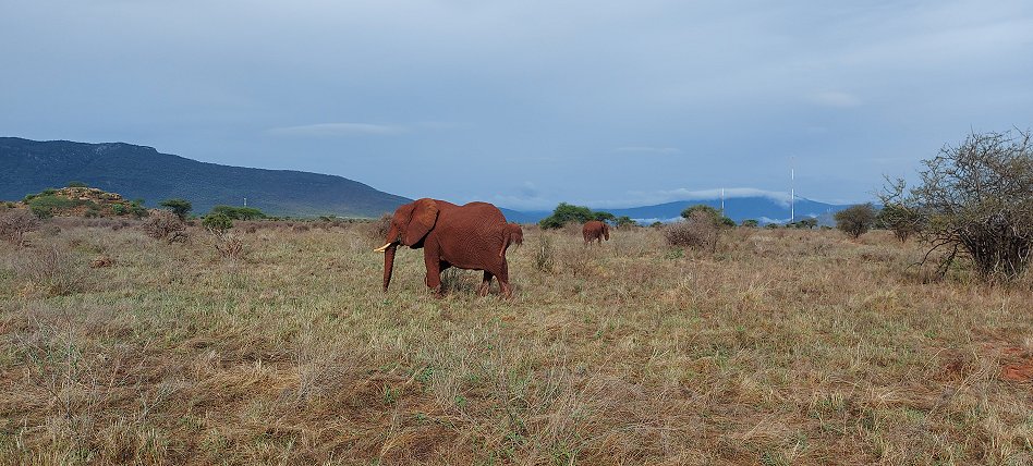 Ngutuni, Elefanten