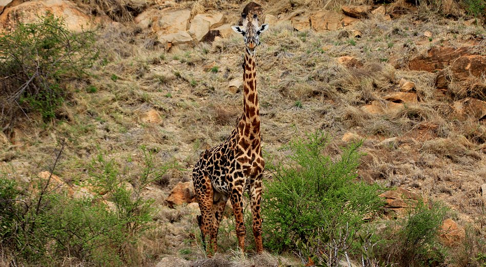 Ngutuni, Giraffe