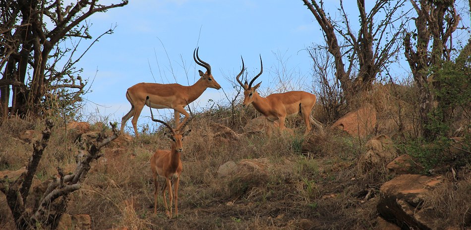 Ngutuni, Impalas