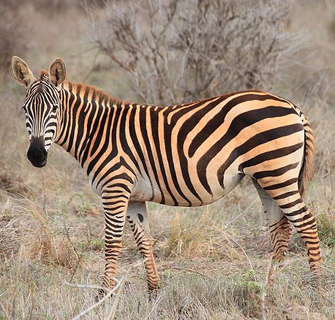Ngutuni, Zebra