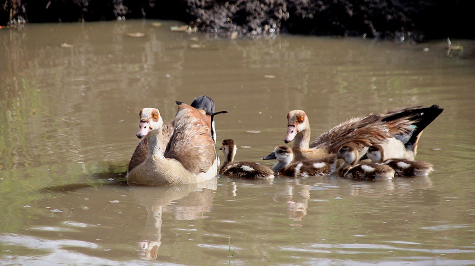 Nilganz Familie