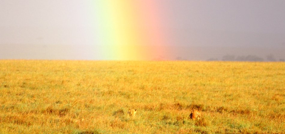 Regenbogen in der Masai Mara