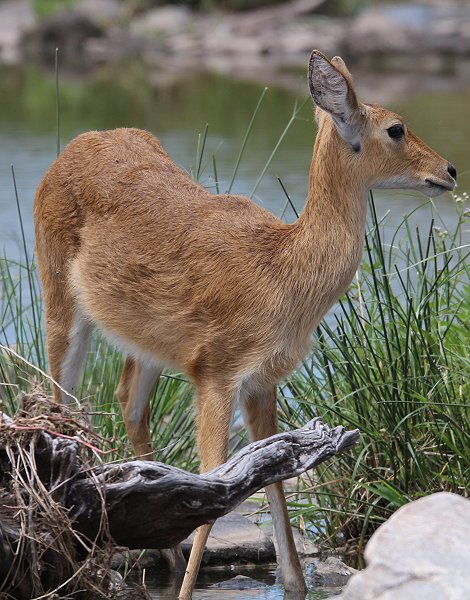 Riedbock Weibchen