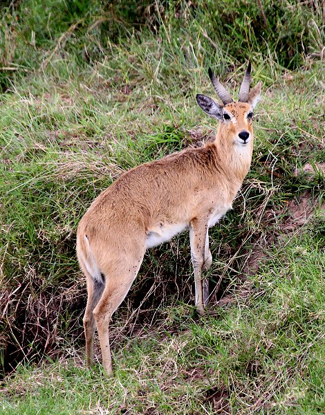 Riedbock Männchen