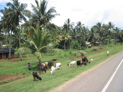 on the road to Kaloleni