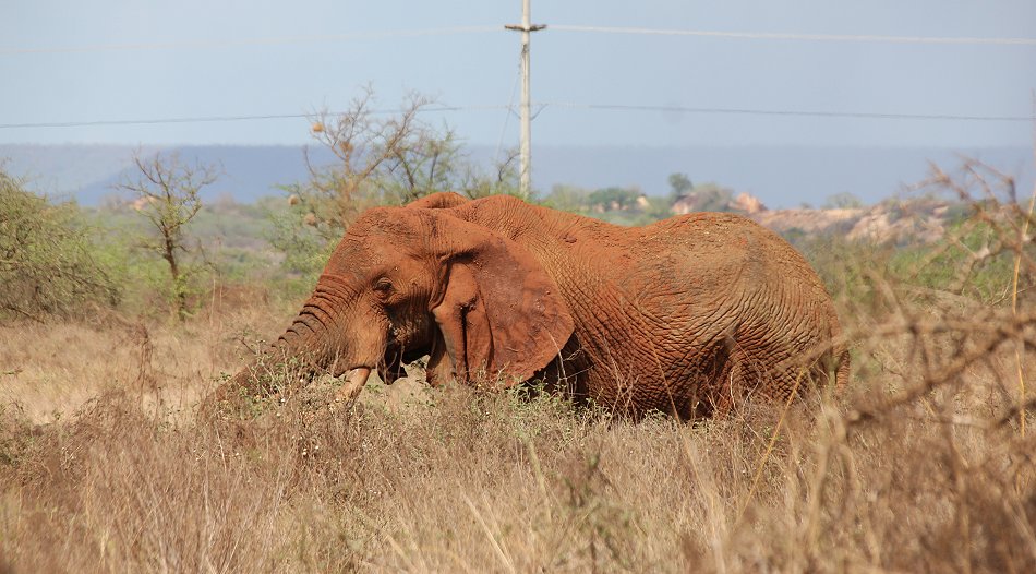 rote Elefanten am Rande des Nairobi - Mombasa highway