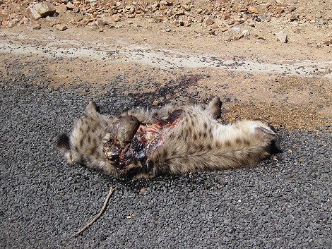 Roadkill, Tüpfelhyäne