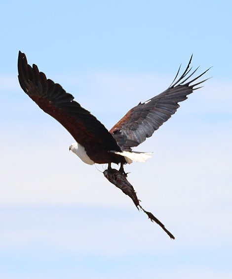 Schreiseeadler
