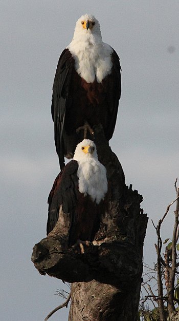 Schreiseeadler