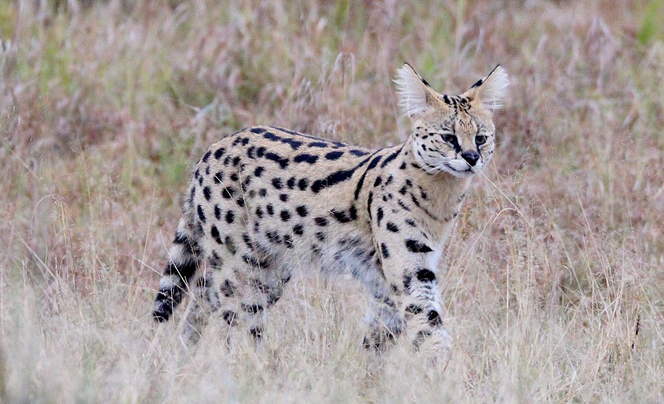 jagender Serval