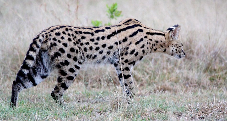jagender Serval