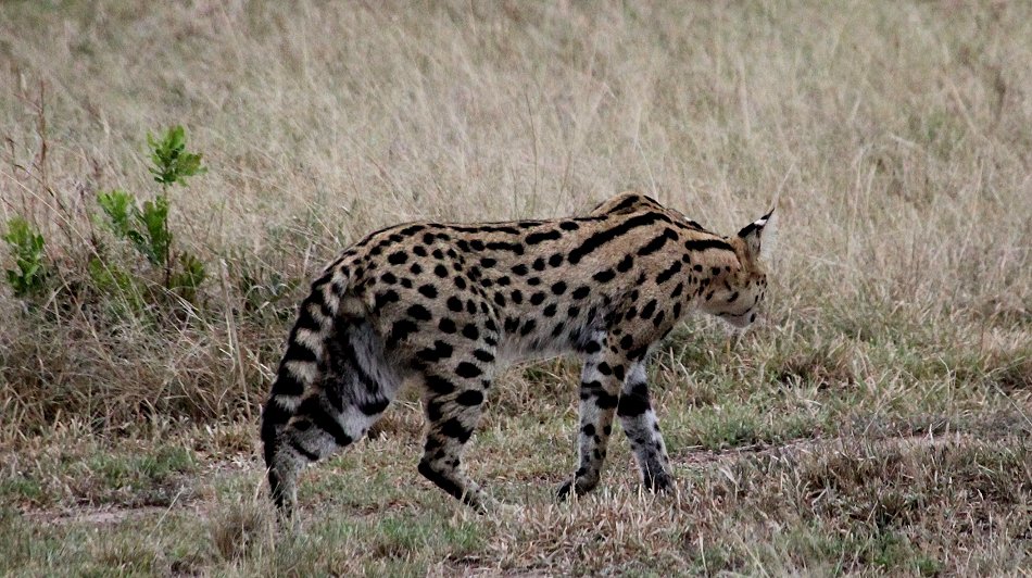 jagender Serval