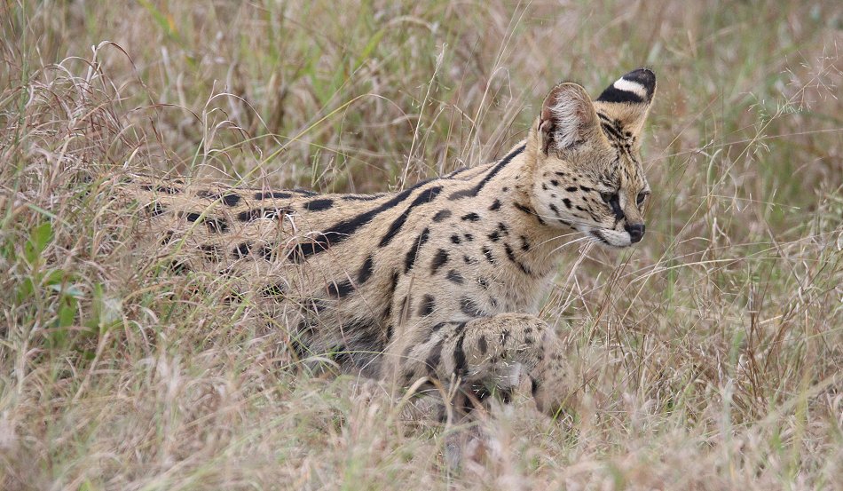jagender Serval