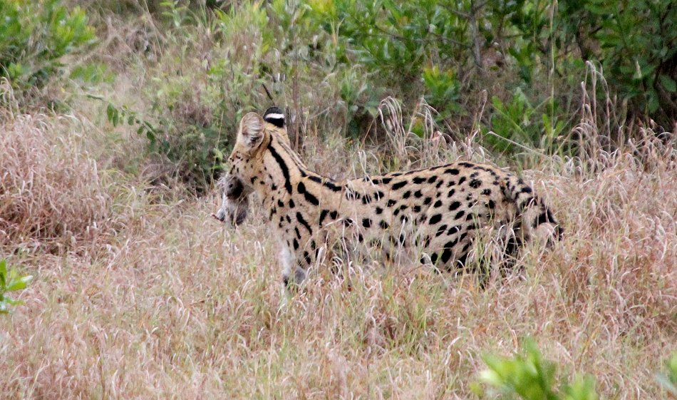 jagender Serval
