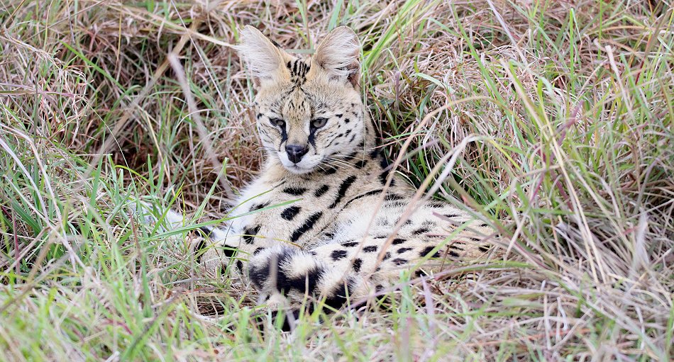 jagender Serval