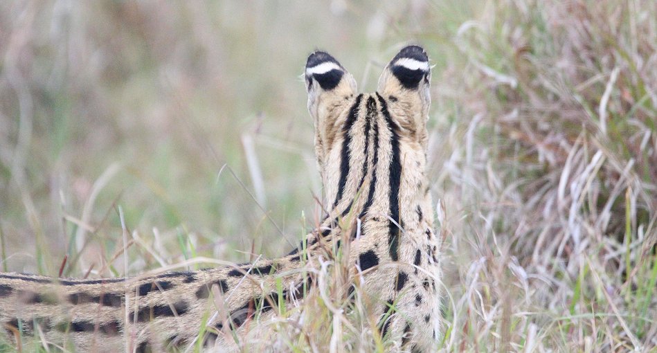 jagender Serval