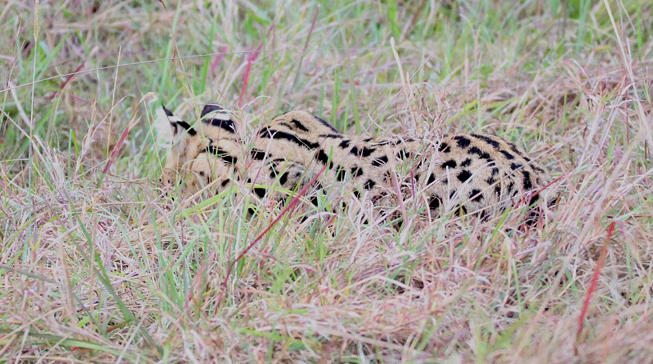 jagender Serval