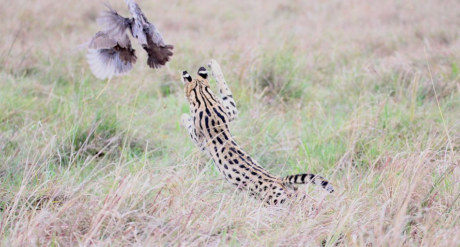 jagender Serval