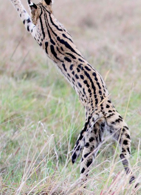 jagender Serval