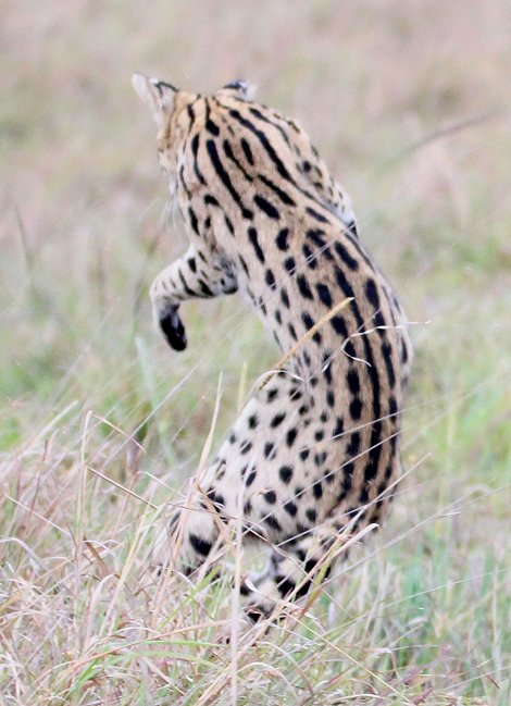 jagender Serval