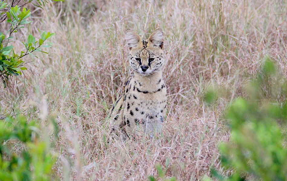 jagender Serval