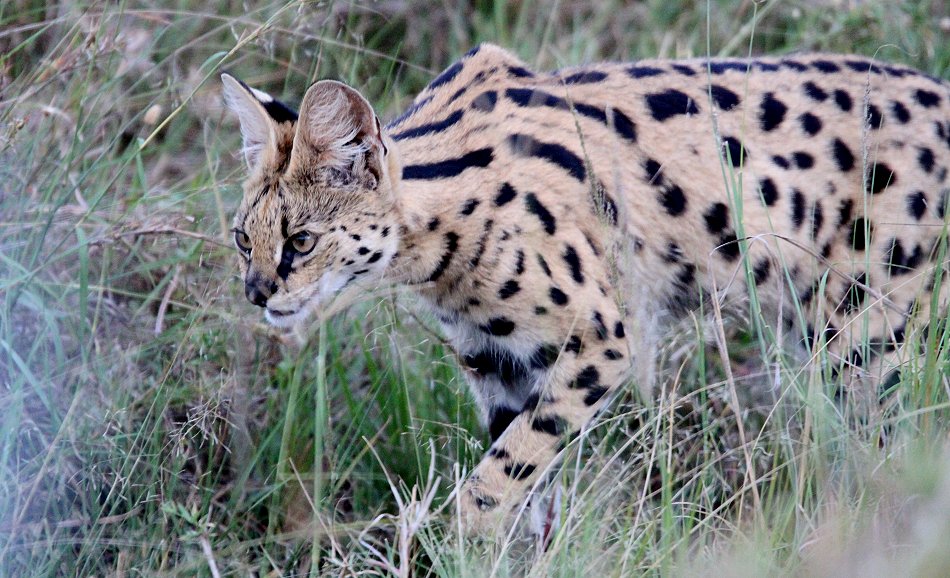 jagender Serval