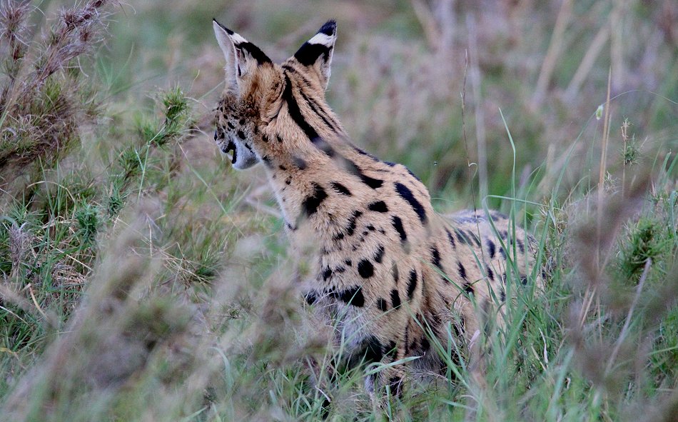 jagender Serval