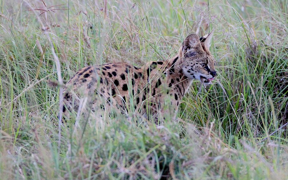 jagender Serval