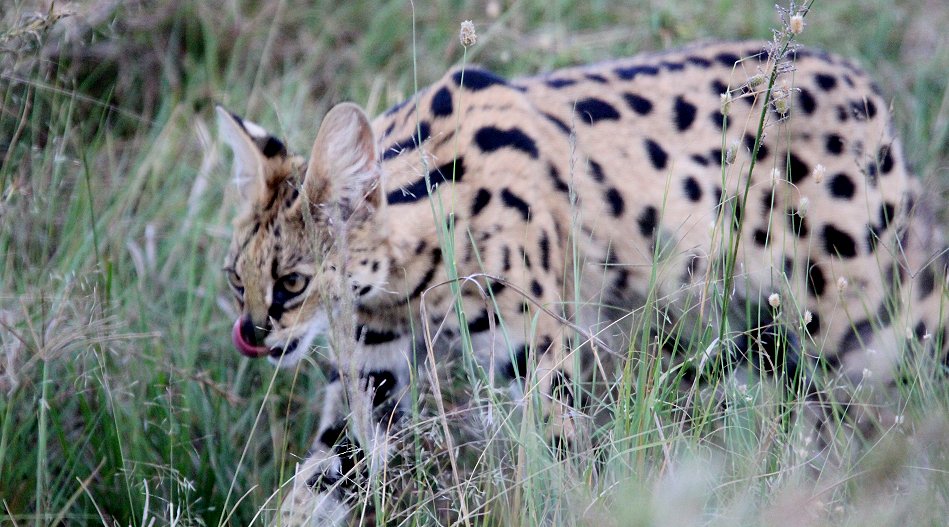 jagender Serval