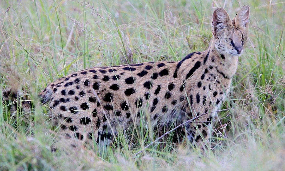 jagender Serval